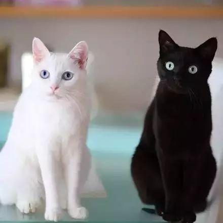 白脸全身黑的猫